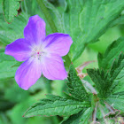 Meadow geranium