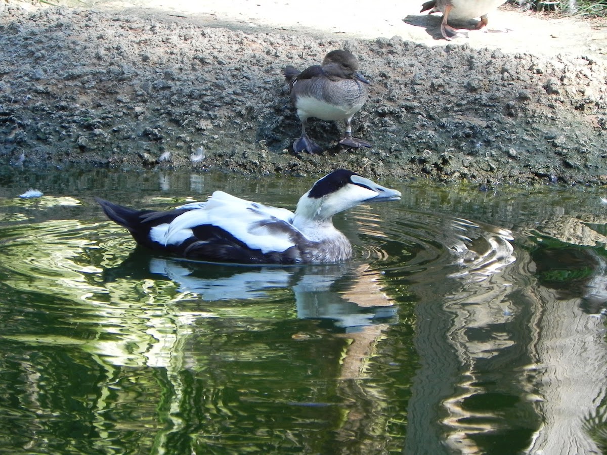 Common Eider