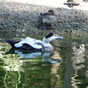 Common Eider