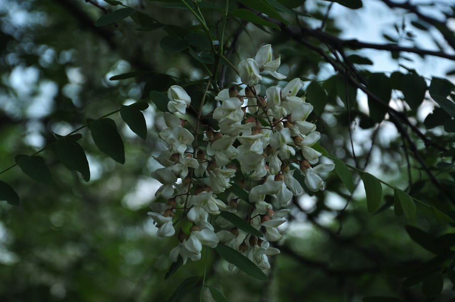 Acacia