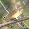 White-browed Bulbul