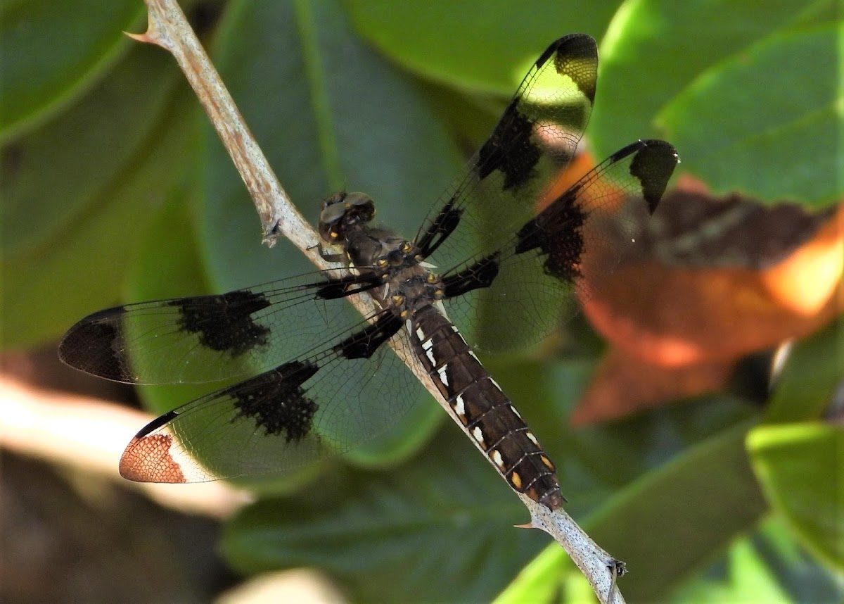 Common whitetail (female)