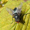 Yellow-faced blowfly