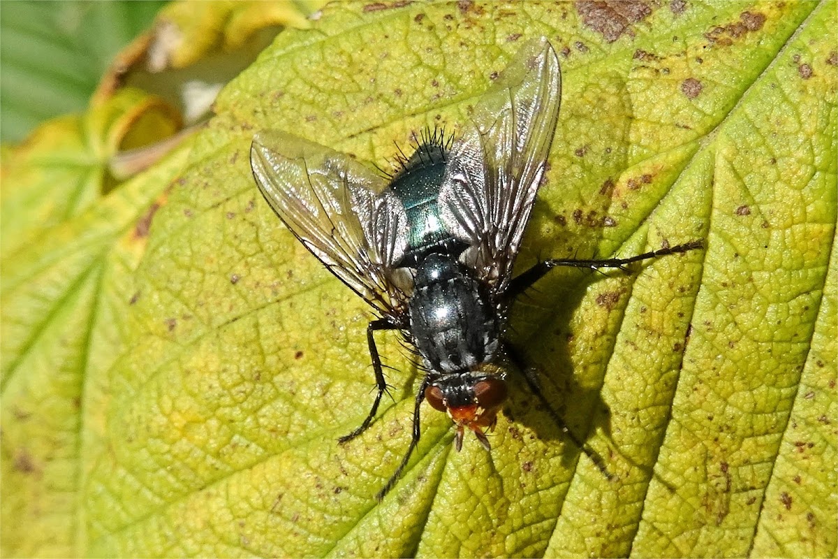 Yellow-faced blowfly