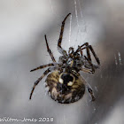 Orb-weaver Spider