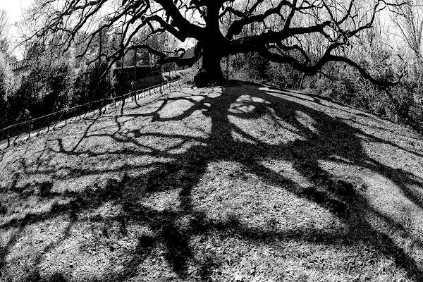 sotto la quercia di marcopaciniphoto