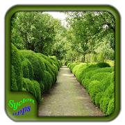 Garden Hedges Types Design  Icon