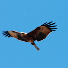 Brahminy Kite