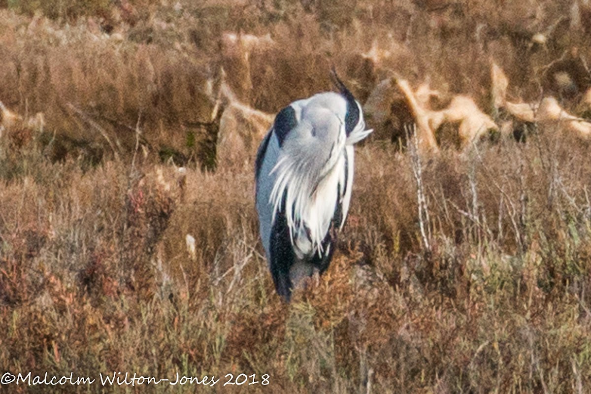 Grey Heron