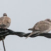 Collared Dove; Tórtola Turca