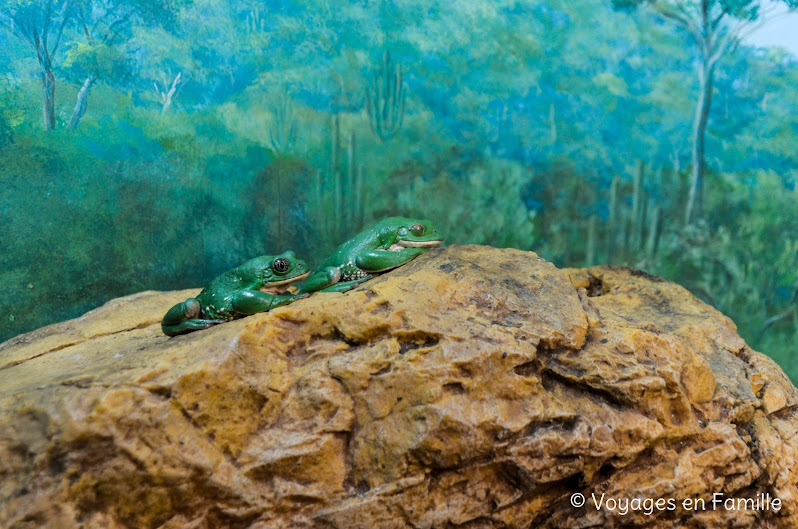 Sonora desert museum Tucson