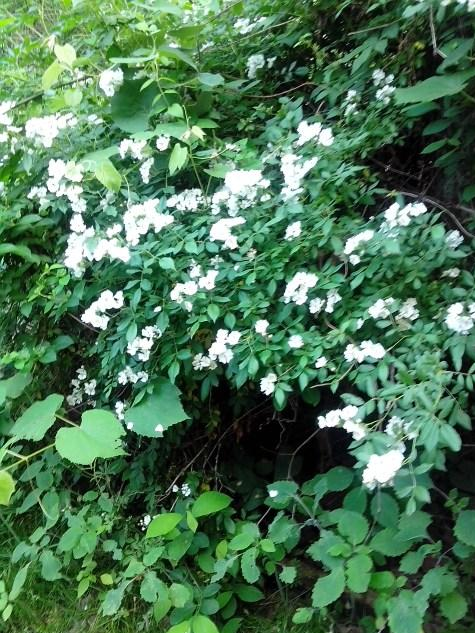 Multiflora Rose