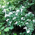 Multiflora Rose