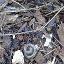 Bumblebee Millipede