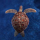 Sea Turtle Wallpapers Sea Turtles New Tab