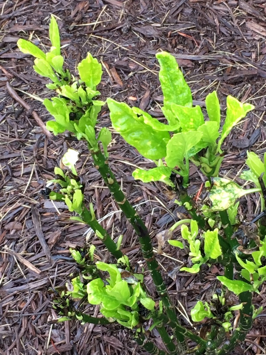 Euonymus gold