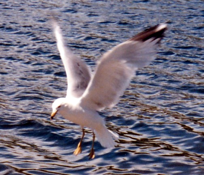 Ammaraggio di Giorgio al lago di vegeth02