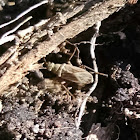 Dirt-colored seed bug