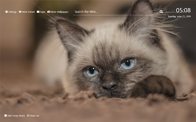 Siamese Cats خلفيات HD New Tab Theme©