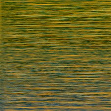 111619 [Powderpost Beetle (Lyctus Brunneus)]