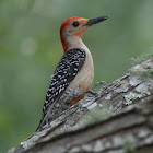 Red-bellied Woodpecker