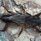 European mole cricket