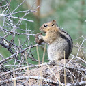 Golden-mantled Ground Squirrel