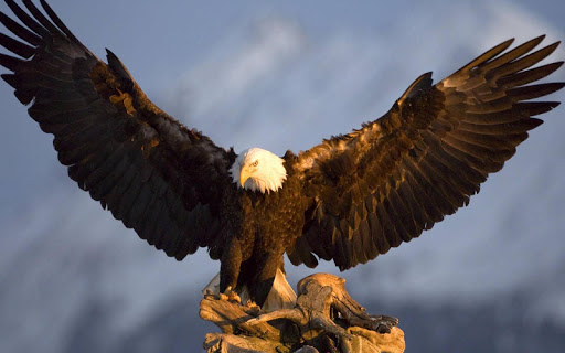 Bald Eagle Wallpaper HD