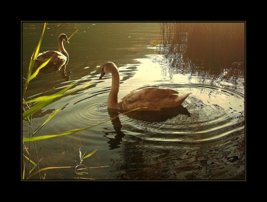 Il cigno di tizzy