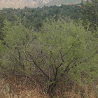 Creosote Bush aka Chaparral