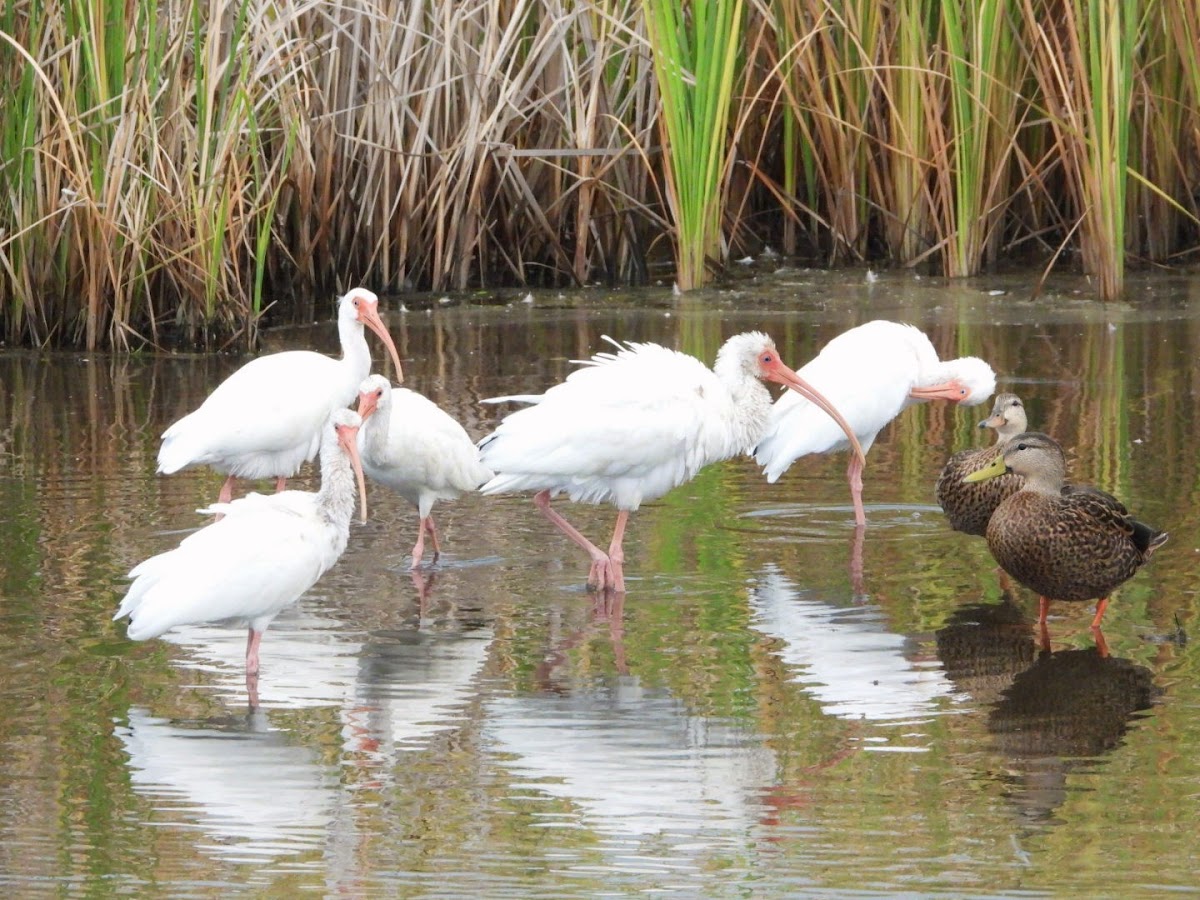 American white ibis