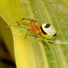 Kidney Garden Spider