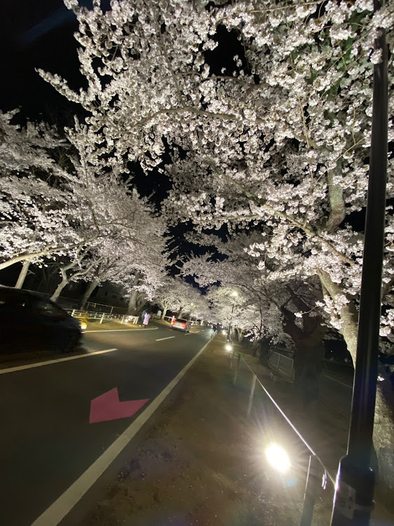 プレオの桜コラボ・桜と愛車・夜ノ森桜並木・FUKUSHIMA50・満開の桜🌸に間に合ったー✨に関するカスタム事例の投稿画像5枚目