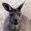 Western grey kangaroos