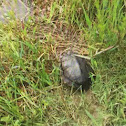 Red eared slider