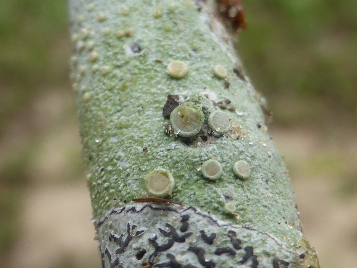 Rim Lichen