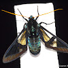 Clear Wing Moth, Wasp Mimic