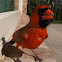 Northern Cardinal