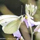 Small White