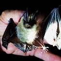 Long-eared myotis