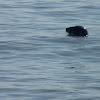 Grey seal