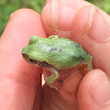 "Gray" Tree Frog