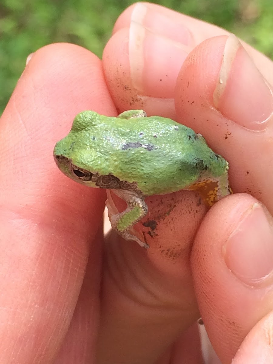 "Gray" Tree Frog