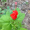 Turk's Cap