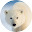 Polar Bear Wallpaper New Tab