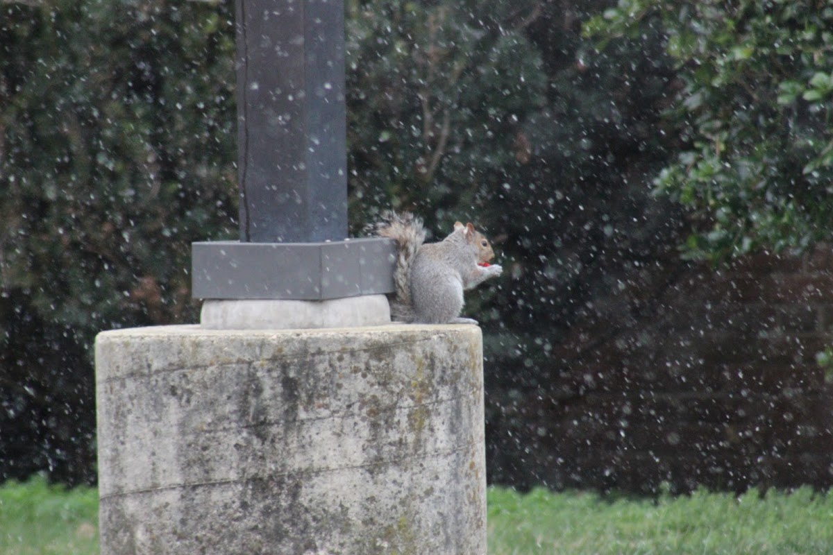 Eastern Gray Squirrel