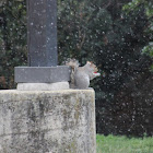 Eastern Gray Squirrel