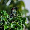 Asian Glossy Starling