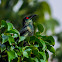 Asian Glossy Starling