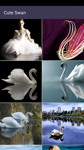 免費下載個人化APP|Swan Wallpapers-Beautiful Free app開箱文|APP開箱王